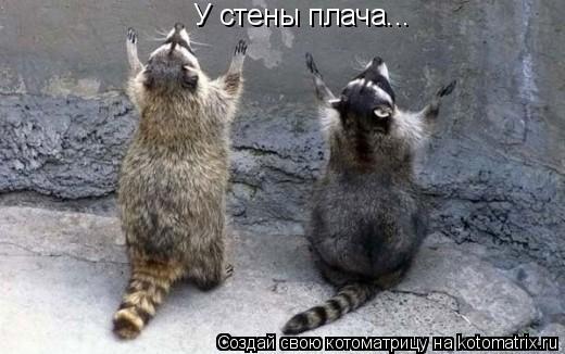 У стены плача...... Котоматрица: У стены плача...