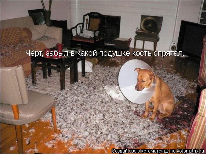 Чёрт, забыл в какой подушке кость спрятал.... Котоматрица: Чёрт, забыл в какой подушке кость спрятал.