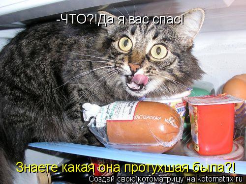 -ЧТО?!Да я вас спас! Знаете какая она протухшая была?!... Котоматрица: -ЧТО?!Да я вас спас! Знаете какая она протухшая была?!