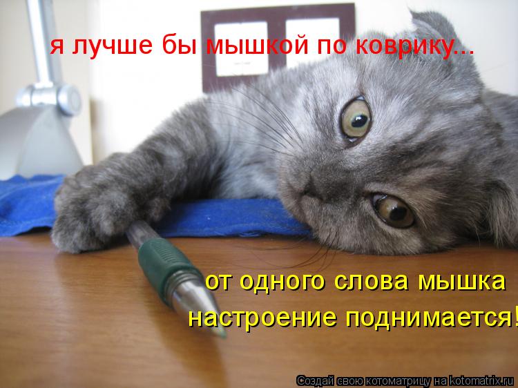 я лучше бы мышкой по коврику... от одного слова мышка настроение поднимается!... Котоматрица: я лучше бы мышкой по коврику... от одного слова мышка настроение поднимается!