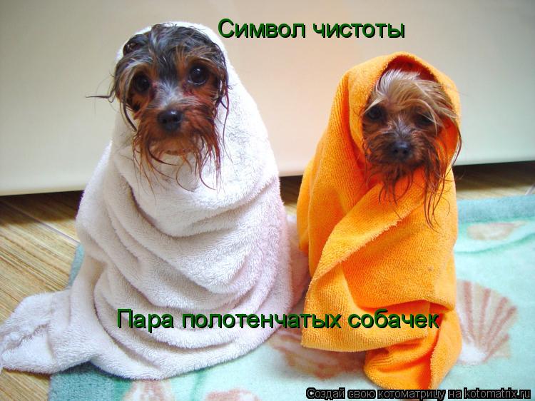 Котоматрица: Символ чистоты Пара полотенчатых собачек