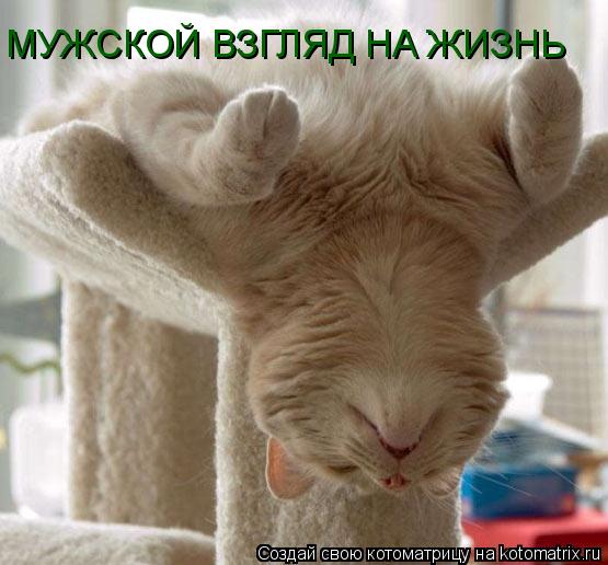 МУЖСКОЙ ВЗГЛЯД НА ЖИЗНЬ... Котоматрица: МУЖСКОЙ ВЗГЛЯД НА ЖИЗНЬ