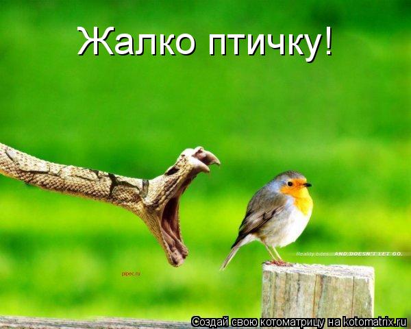 Жалко птичку!... Котоматрица: Жалко птичку!