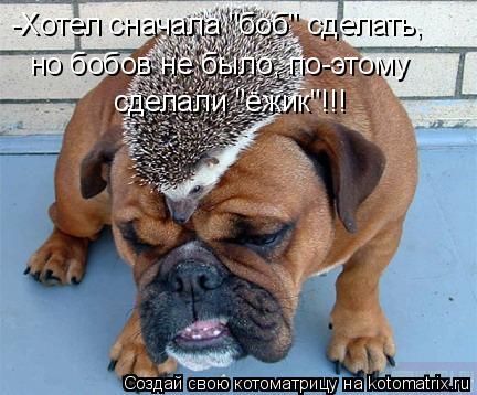 -Хотел сначала "боб" сделать, но бобов не было, по-этому сделали "ёжик"!!!... Котоматрица: -Хотел сначала "боб" сделать, но бобов не было, по-этому сделали "ёжик"!!!
