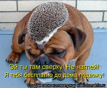 Эй ты там сверху! Не наглей! Я тебя бесплатно до дома подвожу!... Котоматрица: Эй ты там сверху! Не наглей! Я тебя бесплатно до дома подвожу!