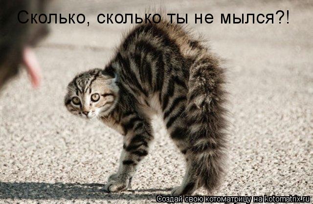 Сколько, сколько ты не мылся?!... Котоматрица: Сколько, сколько ты не мылся?!