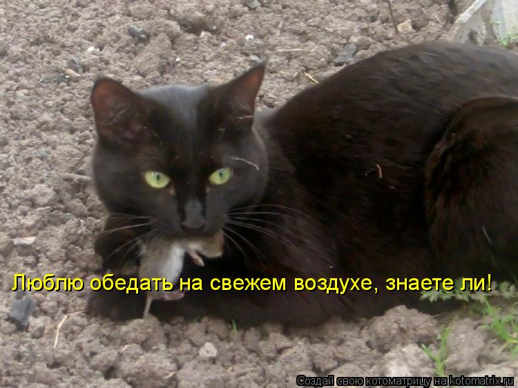 Люблю обедать на свежем воздухе, знаете ли!... Котоматрица: Люблю обедать на свежем воздухе, знаете ли!