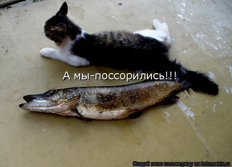 А мы-поссорились!!!... Котоматрица: А мы-поссорились!!!