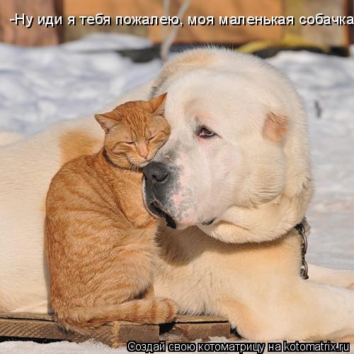 -Ну иди я тебя пожалею, моя маленькая собачка!... Котоматрица: -Ну иди я тебя пожалею, моя маленькая собачка!