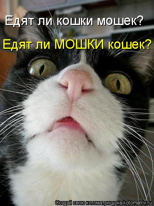 Едят ли кошки мошек? Едят ли МОШКИ кошек?... Котоматрица: Едят ли кошки мошек? Едят ли МОШКИ кошек?