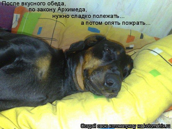 После вкусного обеда, по закону Архимеда, нужно сладко полежать... а потом опять пожрать...... Котоматрица: После вкусного обеда, по закону Архимеда, нужно сладко полежать... а потом опять пожрать...