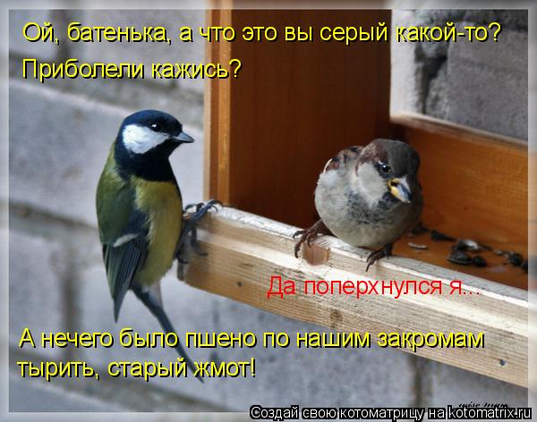 Ой, батенька, а что это вы серый какой-то? Приболели кажись? Да поперхнулся я... А нечего было пшено ... Котоматрица: Ой, батенька, а что это вы серый какой-то? Приболели кажись? Да поперхнулся я... А нечего было пшено по нашим закромам тырить, старый жмот!