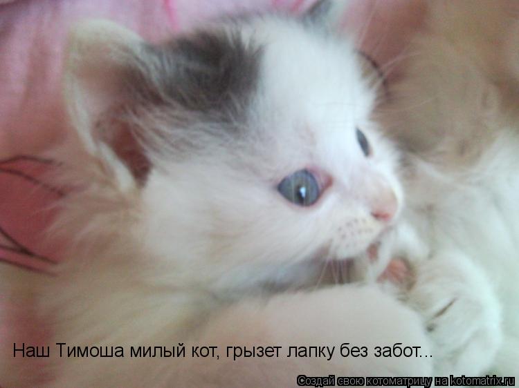 Наш Тимоша милый кот, грызет лапку без забот...... Котоматрица: Наш Тимоша милый кот, грызет лапку без забот...