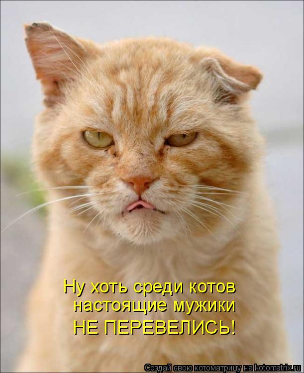 Котоматрица: настоящие мужики  НЕ ПЕРЕВЕЛИСЬ! Ну хоть среди котов
