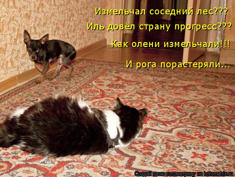 Котоматрица: Измельчал соседний лес??? Иль довёл страну прогресс??? Как олени измельчали!!! И рога порастеряли...