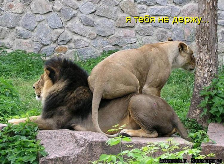 я тебя не держу...... Котоматрица: я тебя не держу...