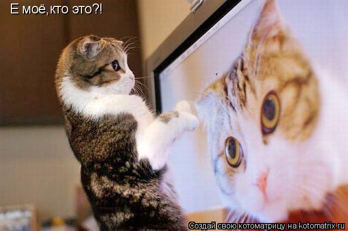 Е моё,кто это?!... Котоматрица: Е моё,кто это?!