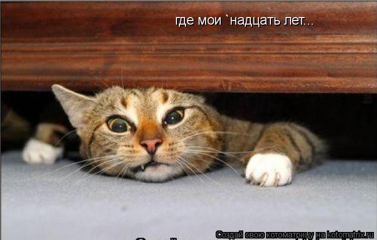 где мои `надцать лет...... Котоматрица: где мои `надцать лет...