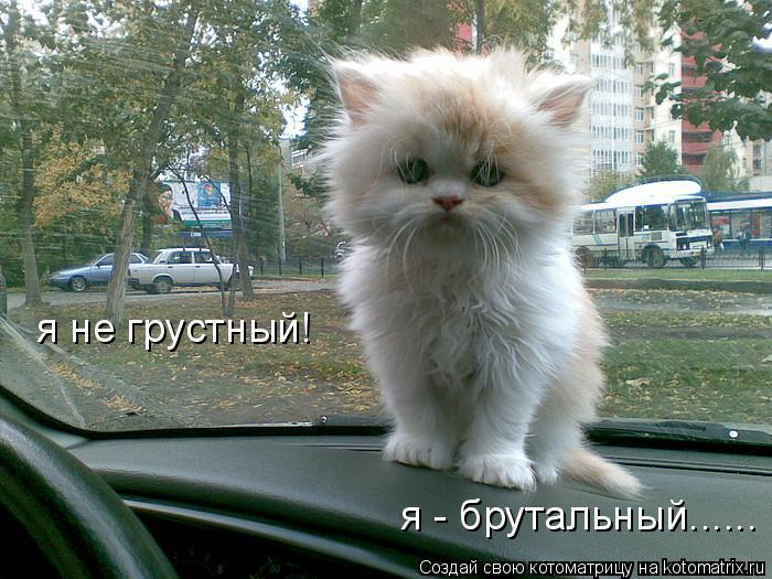 я - брутальный...... я не грустный!... Котоматрица: я - брутальный...... я не грустный!