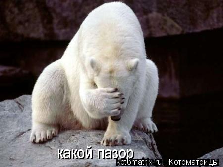 какой пазор... Котоматрица: какой пазор