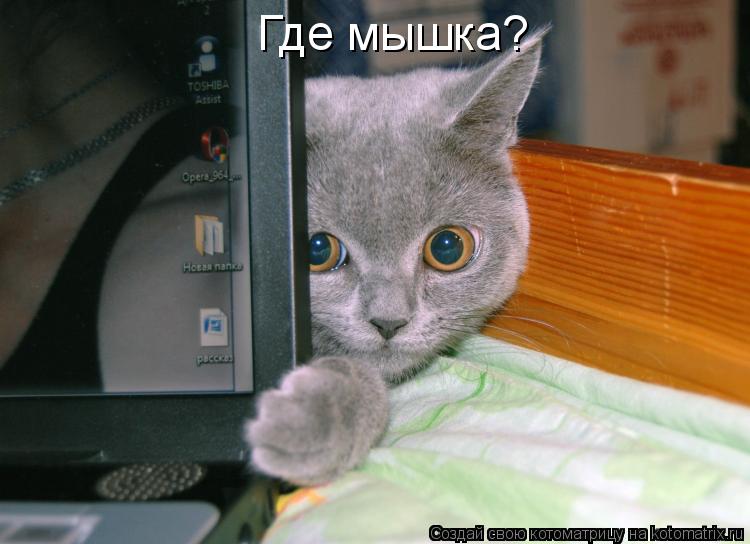 Где мышка?... Котоматрица: Где мышка?