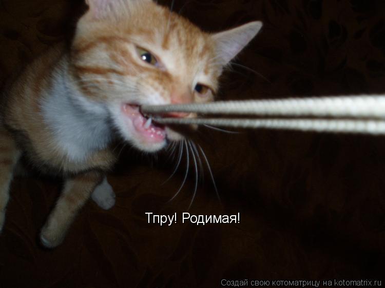 Тпру! Родимая!... Котоматрица: Тпру! Родимая!