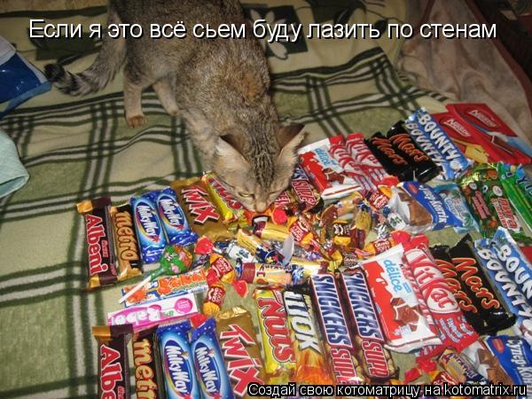 Если я это всё сьем буду лазить по стенам... Котоматрица: Если я это всё сьем буду лазить по стенам