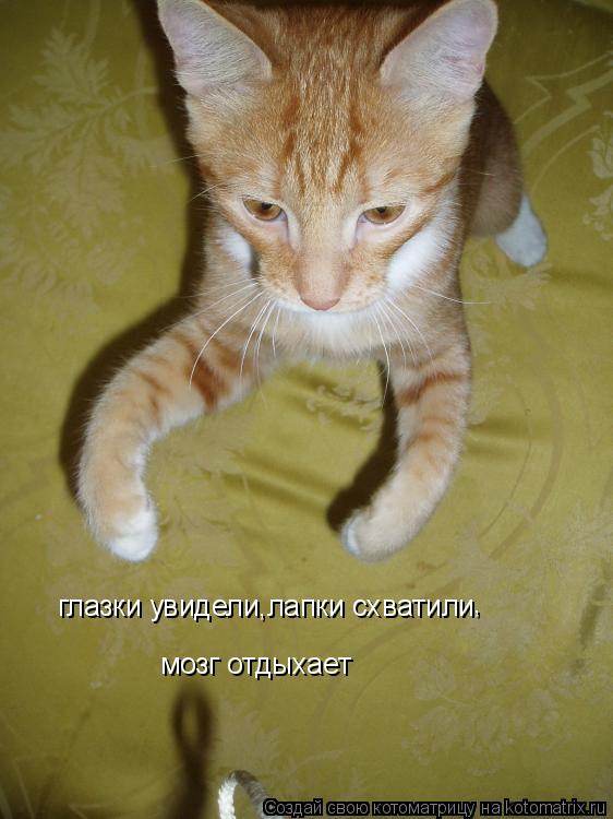 глазки увидели,лапки схватили , мозг отдыхает... Котоматрица: глазки увидели,лапки схватили , мозг отдыхает