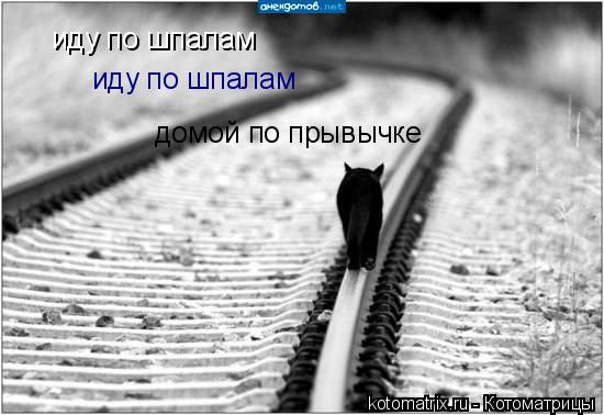 иду по шпалам иду по шпалам домой по прывычке иду по шпалам... Котоматрица: иду по шпалам иду по шпалам домой по прывычке иду по шпалам