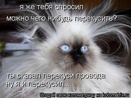 Котоматрица: я же тебя спросил  можно чего нибудь перекусить? ты сказал перекуси провода ну я и перекусил...