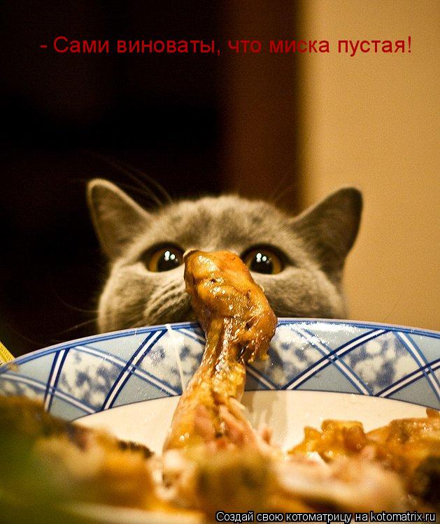 - Сами виноваты, что миска пустая!... Котоматрица: - Сами виноваты, что миска пустая!