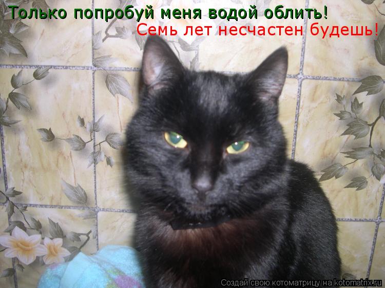 Котоматрица: Только попробуй меня водой облить! Семь лет несчастен будешь!