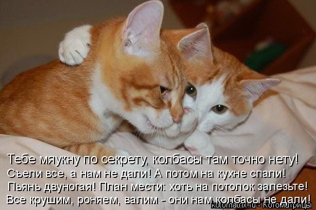 Котоматрица: Тебе мяукну по секрету, колбасы там точно нету! Съели все, а нам не дали! А потом на кухне спали! Пьянь двуногая! План мести: хоть на потолок за