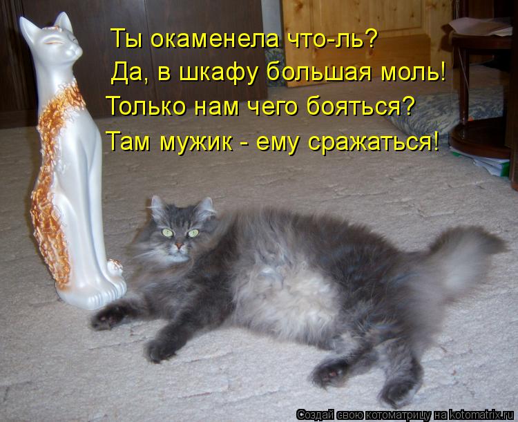 Котоматрица: Ты окаменела что-ль? Да, в шкафу большая моль! Только нам чего бояться? Там мужик - ему сражаться!