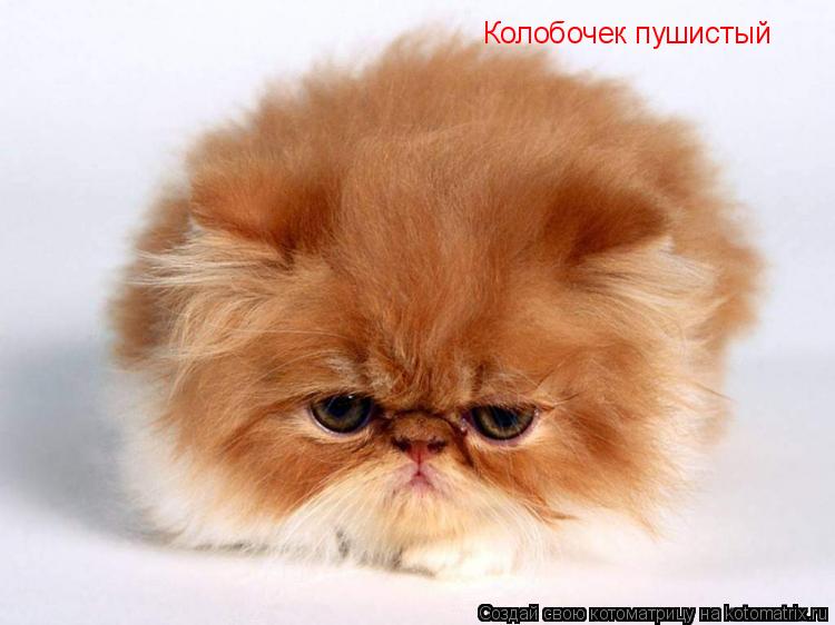 Котоматрица: Колобочек пушистый