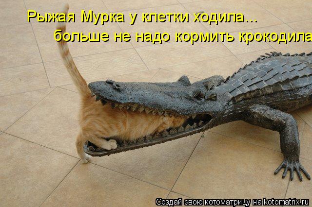 Рыжая Мурка у клетки ходила... больше не надо кормить крокодила... Котоматрица: Рыжая Мурка у клетки ходила... больше не надо кормить крокодила