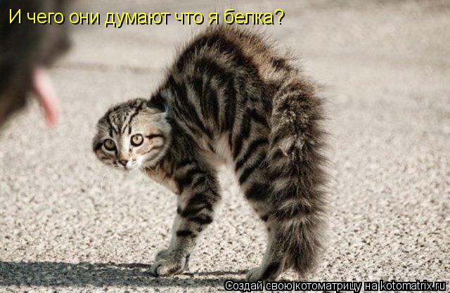 И чего они думают что я белка?... Котоматрица: И чего они думают что я белка?
