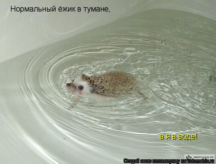 Нормальный ёжик в тумане, а я в воде!... Котоматрица: Нормальный ёжик в тумане, а я в воде!