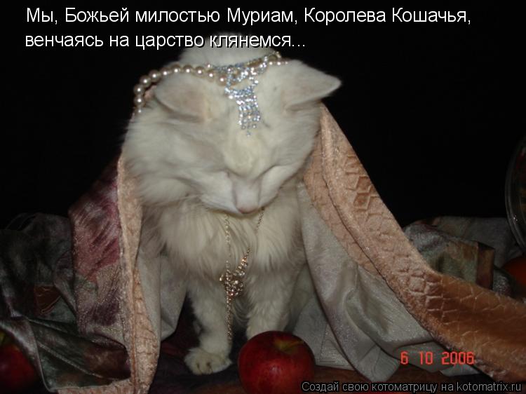 Мы, Божьей милостью Муриам, Королева Кошачья, венчаясь на царство клянемся...... Котоматрица: Мы, Божьей милостью Муриам, Королева Кошачья, венчаясь на царство клянемся...