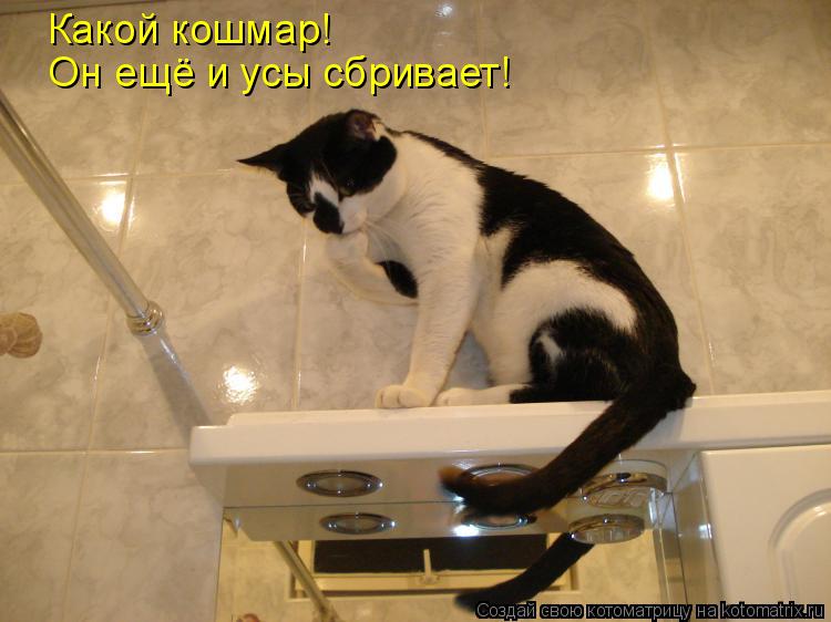 Котоматрица: Какой кошмар! Он ещё и усы сбривает!