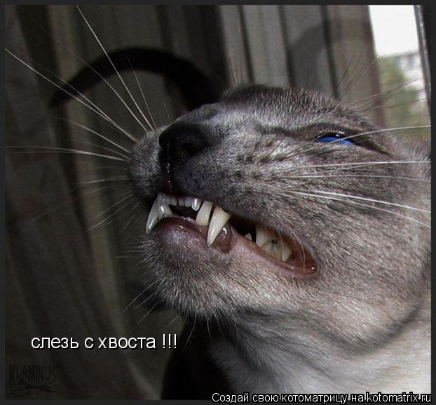 Котоматрица: слезь с хвоста !!!