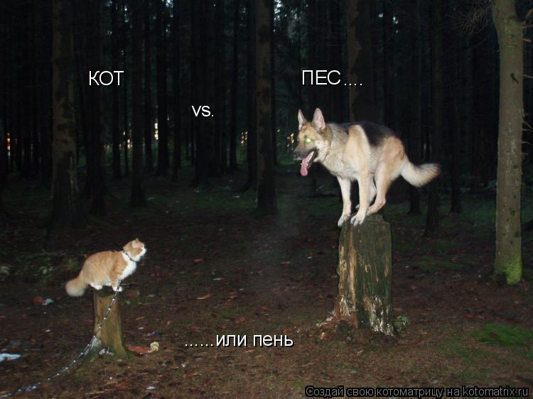 Котоматрица: КОТ vs. ПЕС .... ......или пень