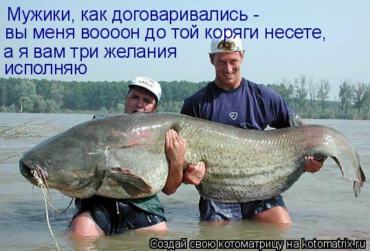 Котоматрица: Мужики, как договаривались -  вы меня воооон до той коряги несете, а я вам три желания исполняю