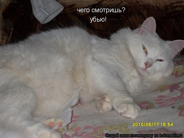 Котоматрица: чего смотришь? убью!