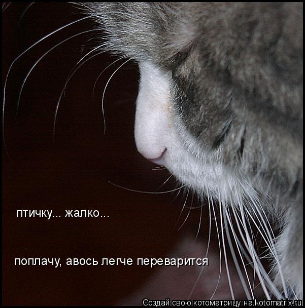 Котоматрица: птичку... жалко... поплачу, авось легче переварится