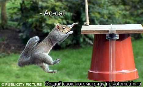 Котоматрица: - Ас-са!