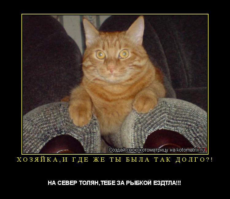 ХОЗЯЙКА,И ГДЕ ЖЕ ТЫ БЫЛА ТАК ДОЛГО?! НА СЕВЕР ТОЛЯН,ТЕБЕ ЗА РЫБКОЙ ЕЗДТЛА!!!... Котоматрица: ХОЗЯЙКА,И ГДЕ ЖЕ ТЫ БЫЛА ТАК ДОЛГО?! НА СЕВЕР ТОЛЯН,ТЕБЕ ЗА РЫБКОЙ ЕЗДТЛА!!!