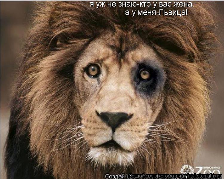 Котоматрица: я уж не знаю-кто у вас жена. а у меня-Львица!