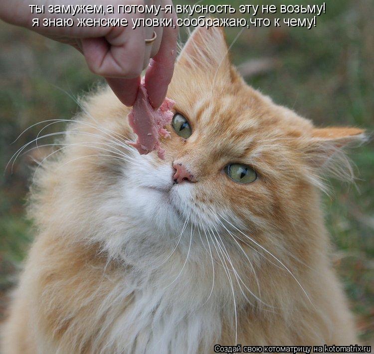 Котоматрица: ты замужем,а потому-я вкусность эту не возьму! я знаю женские уловки,соображаю,что к чему!