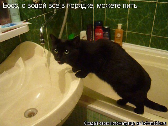 Котоматрица: Босс, с водой все в порядке, можете пить